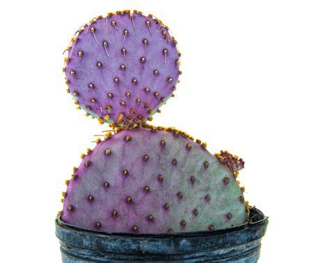 Opuntia Santarita (Santa Rita Prickly Pear) Plant - The Cactus Outlet