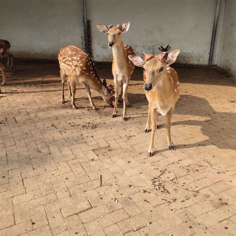 成年梅花鹿养殖 户外动物园观赏鹿 生态园散养公鹿