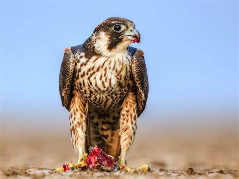 Halcón peregrino - eBird