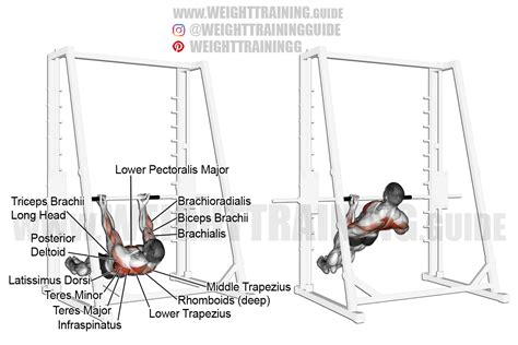 Image result for Inverted Row Muscles