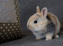 Image result for Beautiful Baby Bunnies