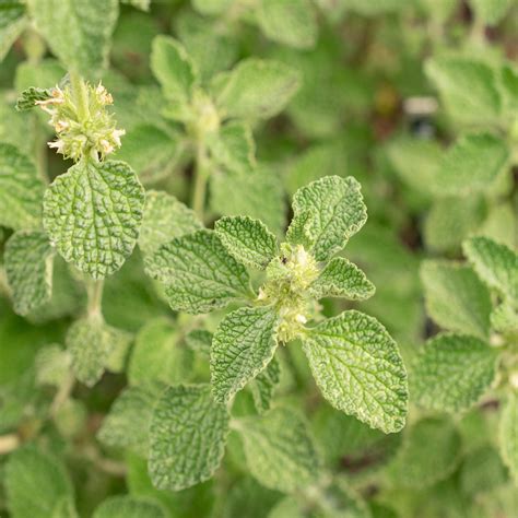 Horehound - St. Francis Herb Farm