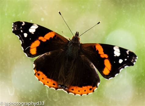 How to identify the UK’s most common butterfly species - Earthwatch Europe