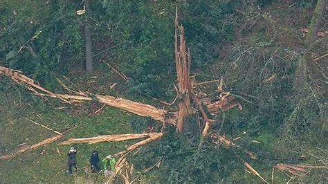 Exploding Trees Video 的图像结果