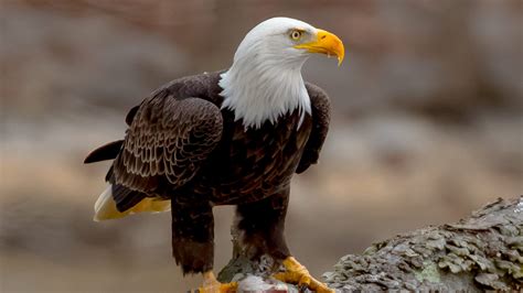 Video of bald eagle swimming to shore with massive fish goes viral