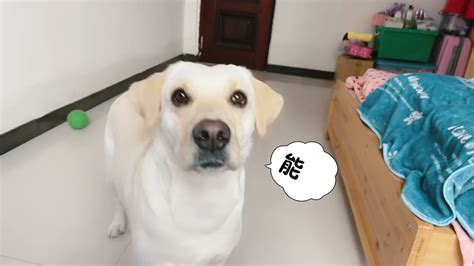 你认为狗狗能听懂人说话嘛？看看这主人和狗狗的对话就明白了 - YouTube