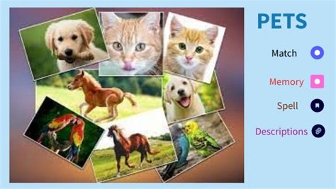 Image result for Pets Explained