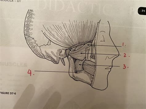 Muscles of Mastication Lecture 的图像结果