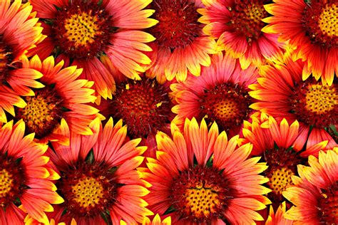 Image result for Flower Background