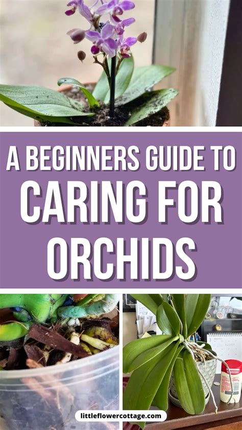 10 Tips to Care for your Orchids the Right Way | Orchid potting mix ...