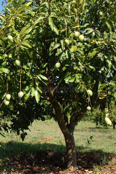 Mango Fruit Tree 的图像结果
