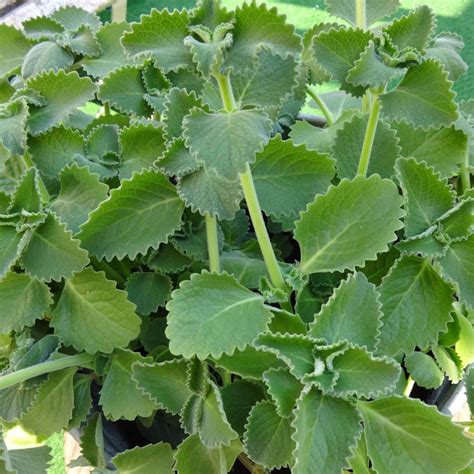 What Is Herb Thyme In Spanish at David Daigle blog