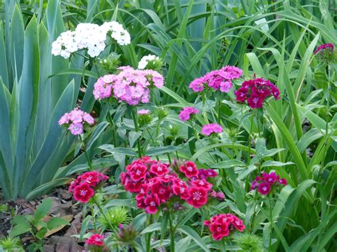 Dianthus Barbatus Sweet William