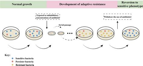Gain Resistance Bacteria at Edward Oneal blog