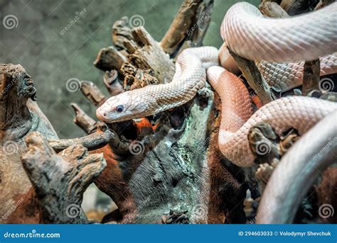 Image result for Python Animal
