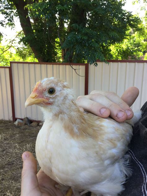 6 week old bantams......pullets or cockerals?? | BackYard Chickens ...