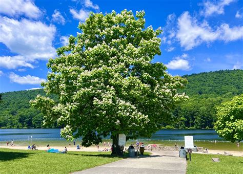 Cowans Gap State Park - Fort Loudon, PA - Been There Done That with Kids
