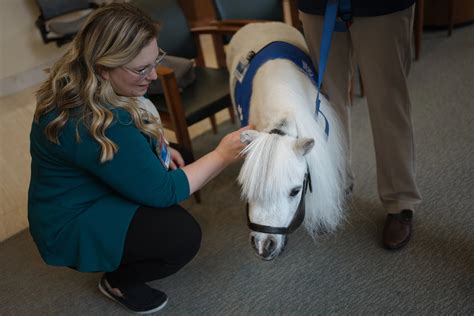 Meet Munchkin, Mayo Clinic Hospital's first equine therapy animal