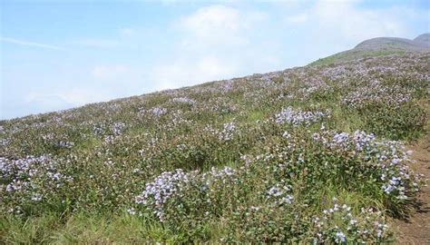 Kurinjimala Sanctuary 2026 – Neelakurinji, Trekking & Nearby Attractions