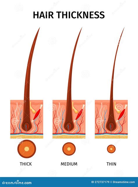 Hair Thickness Types Composition Stock Vector - Illustration of ...