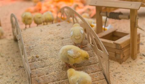 Image result for Making a Chick Brooder