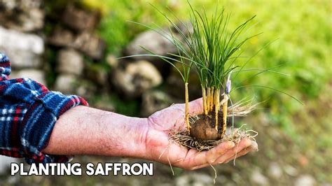 Rezultat imagine pentru Crocus Planting Guide