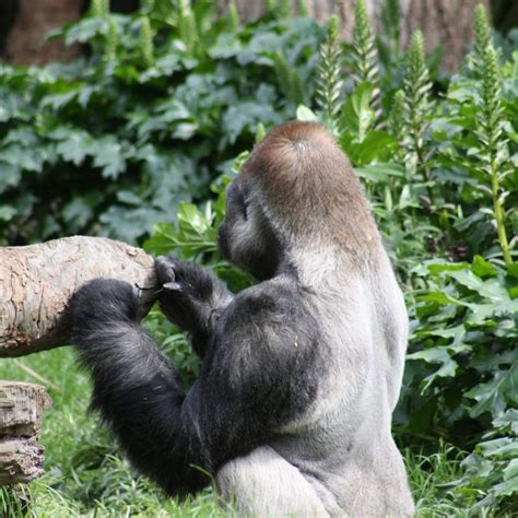 Silverback gorilla weight | How heavy are silverback gorillas