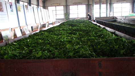 Your Guide To Ooty's Famous Food And Coonoor’s Local Delights