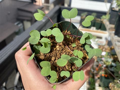 This is Oxalis simplex, another Oxalis native to South Africa. The leaves remind me of ...