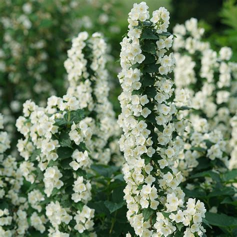 Illuminati Tower® Mock Orange | Plant Addicts