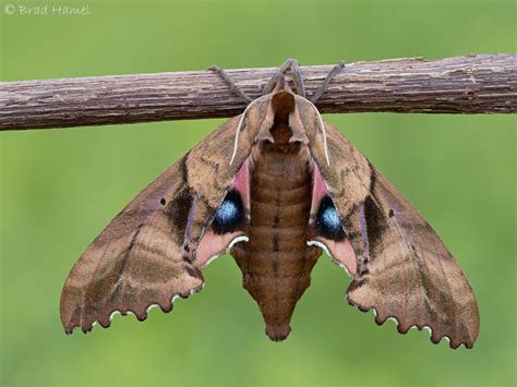 A back view of a blinded sphinx moth. | Moth, Moth tattoo, Sphinx