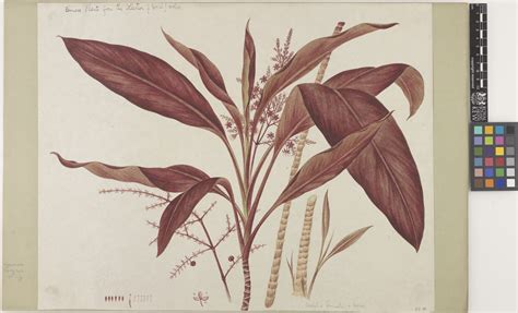 Cordyline fruticosa (L.) A.Chev. | Plants of the World Online | Kew Science