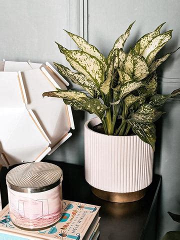 Plant options based on your availability of space and light