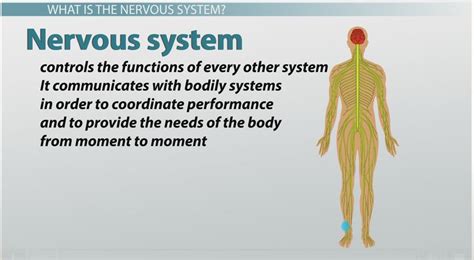 Image result for Nervous System Main Function