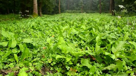 Forest Floor Plants