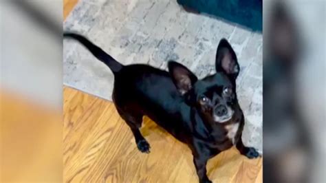 Image result for Exploding Chihuahua