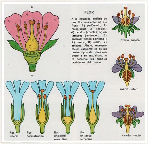 JARDINERIA, PLANTAS Y FLORES: junio 2018