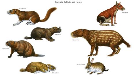 Rodents, Rabbits, and Hares in Different Positions and Sizes
