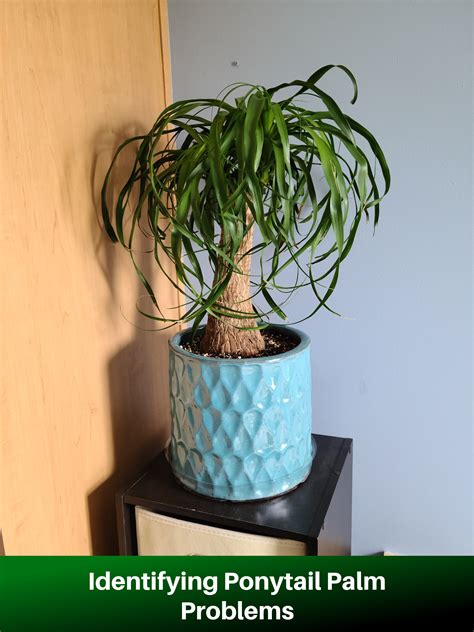 Identifying Ponytail Palm Problems