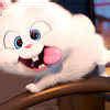 The Secret Life of Pets- The Etimes Photogallery Page 5