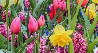 Image result for Best Spring Flowers All in One Picture