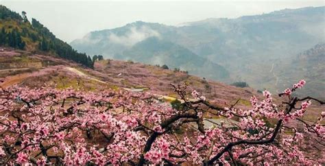 龙泉赏桃花每日限流1万人 推出“云赏花”为游客“解眼馋”_四川在线