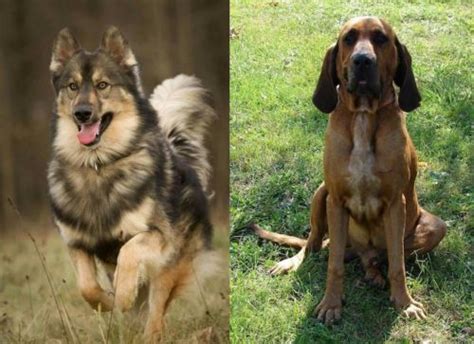 Discover the Enchanting Harmony of Native American Dogs: Embracing Majestic Views