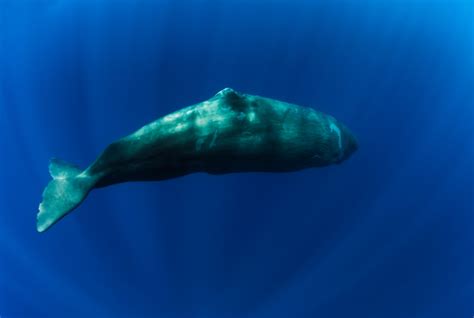同样都是鲸鱼，为什么抹香鲸能潜入2000米的深海，蓝鲸却不行？_乌贼
