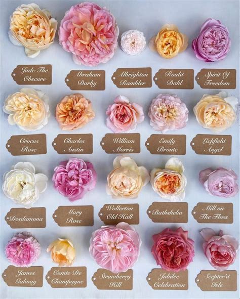 Different Types Of Roses And Their Names at Andrew Willie blog
