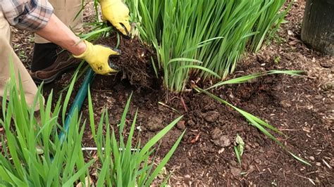 When Should I Split Iris at Joel Sherwin blog