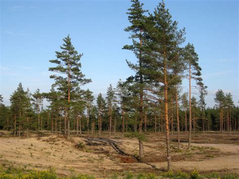 Pine - Riga Photos