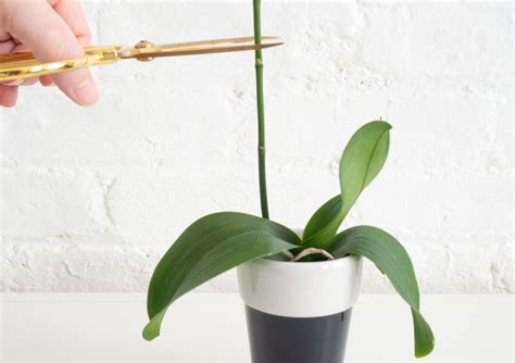 Indoor Orchid Care And Maintenance