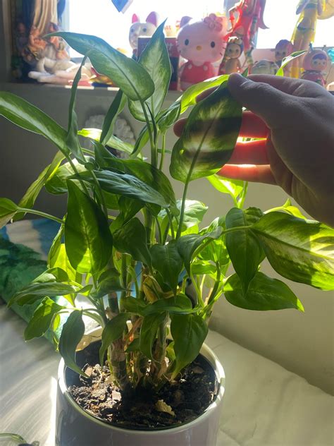 his friends! i have this plant not sure what its called if anyone can help me on that but i also ...