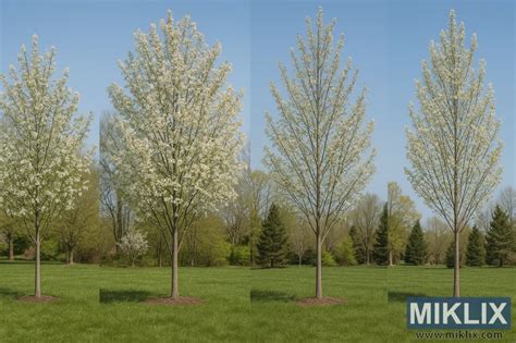 Image result for Serviceberry Tree Varieties
